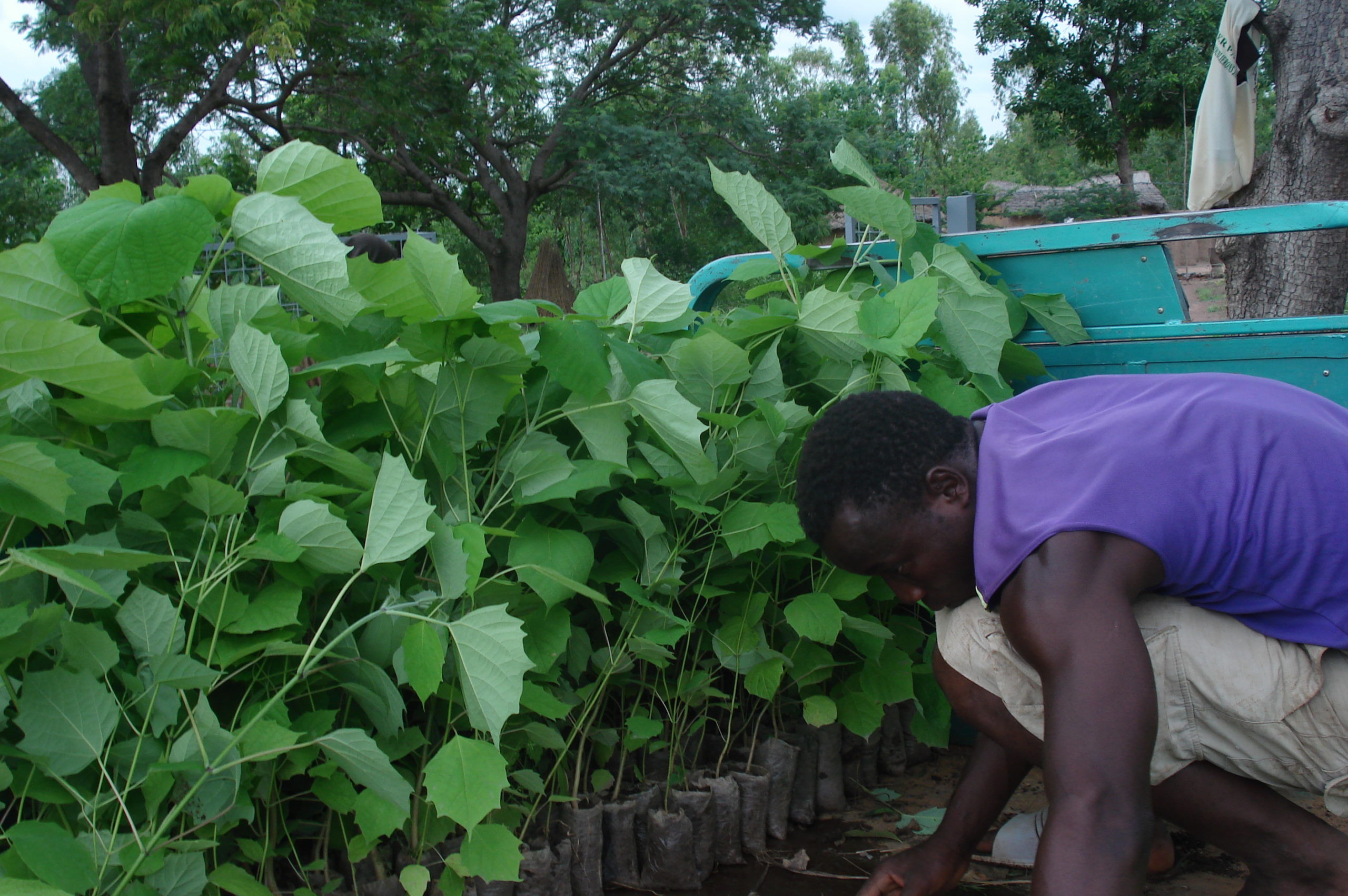 photo_humy_ecodec_reforestation-pepiniere-plantation-arbre-benin-7-scaled